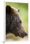 Brown Bear, Katmai National Park, Alaska-null-Framed Premium Photographic Print