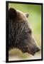 Brown Bear, Katmai National Park, Alaska-null-Framed Premium Photographic Print