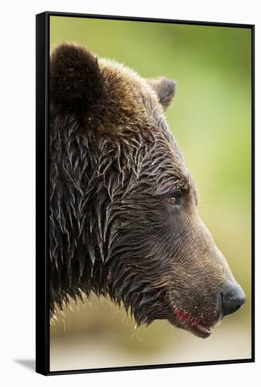 Brown Bear, Katmai National Park, Alaska-null-Framed Stretched Canvas