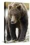 Brown Bear, Katmai National Park, Alaska-null-Stretched Canvas