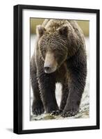 Brown Bear, Katmai National Park, Alaska-null-Framed Premium Photographic Print