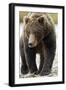 Brown Bear, Katmai National Park, Alaska-null-Framed Premium Photographic Print