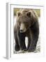 Brown Bear, Katmai National Park, Alaska-null-Framed Premium Photographic Print