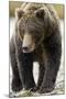 Brown Bear, Katmai National Park, Alaska-null-Mounted Premium Photographic Print