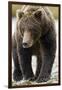 Brown Bear, Katmai National Park, Alaska-null-Framed Premium Photographic Print