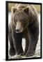 Brown Bear, Katmai National Park, Alaska-null-Framed Premium Photographic Print