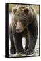 Brown Bear, Katmai National Park, Alaska-null-Framed Stretched Canvas