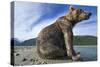 Brown Bear, Katmai National Park, Alaska-Paul Souders-Stretched Canvas