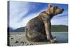 Brown Bear, Katmai National Park, Alaska-Paul Souders-Stretched Canvas