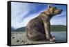 Brown Bear, Katmai National Park, Alaska-Paul Souders-Framed Stretched Canvas