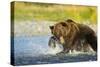 Brown Bear, Katmai National Park, Alaska-Paul Souders-Stretched Canvas