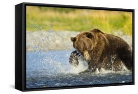 Brown Bear, Katmai National Park, Alaska-Paul Souders-Framed Stretched Canvas