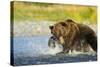 Brown Bear, Katmai National Park, Alaska-Paul Souders-Stretched Canvas