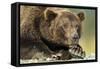 Brown Bear, Katmai National Park, Alaska-Paul Souders-Framed Stretched Canvas