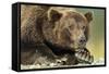 Brown Bear, Katmai National Park, Alaska-Paul Souders-Framed Stretched Canvas