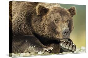 Brown Bear, Katmai National Park, Alaska-Paul Souders-Stretched Canvas