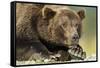 Brown Bear, Katmai National Park, Alaska-Paul Souders-Framed Stretched Canvas