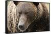 Brown Bear, Katmai National Park, Alaska-null-Framed Stretched Canvas