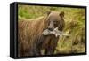 Brown Bear, Katmai National Park, Alaska-null-Framed Stretched Canvas