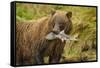 Brown Bear, Katmai National Park, Alaska-null-Framed Stretched Canvas