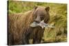 Brown Bear, Katmai National Park, Alaska-null-Stretched Canvas