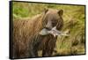 Brown Bear, Katmai National Park, Alaska-null-Framed Stretched Canvas