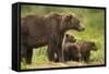 Brown Bear, Katmai National Park, Alaska-null-Framed Stretched Canvas