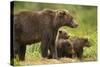 Brown Bear, Katmai National Park, Alaska-null-Stretched Canvas