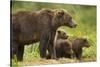 Brown Bear, Katmai National Park, Alaska-null-Stretched Canvas