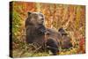 Brown Bear, Katmai National Park, Alaska-null-Stretched Canvas