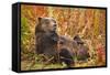 Brown Bear, Katmai National Park, Alaska-null-Framed Stretched Canvas