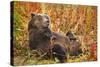 Brown Bear, Katmai National Park, Alaska-null-Stretched Canvas