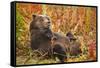 Brown Bear, Katmai National Park, Alaska-null-Framed Stretched Canvas