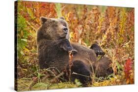 Brown Bear, Katmai National Park, Alaska-null-Stretched Canvas