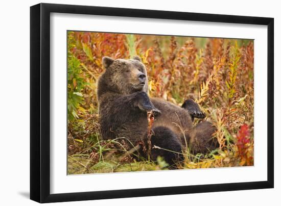 Brown Bear, Katmai National Park, Alaska-null-Framed Premium Photographic Print