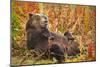 Brown Bear, Katmai National Park, Alaska-null-Mounted Premium Photographic Print