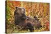 Brown Bear, Katmai National Park, Alaska-null-Stretched Canvas