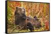 Brown Bear, Katmai National Park, Alaska-null-Framed Stretched Canvas