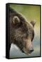 Brown Bear, Katmai National Park, Alaska-null-Framed Stretched Canvas