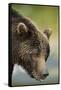 Brown Bear, Katmai National Park, Alaska-null-Framed Stretched Canvas