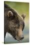 Brown Bear, Katmai National Park, Alaska-null-Stretched Canvas