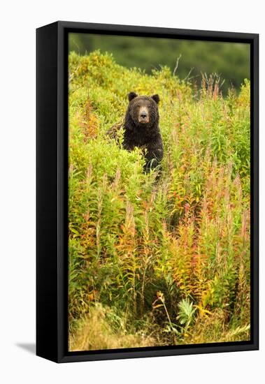 Brown Bear, Katmai National Park, Alaska-null-Framed Stretched Canvas