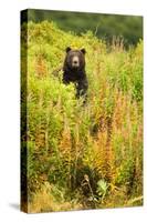 Brown Bear, Katmai National Park, Alaska-null-Stretched Canvas