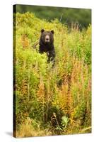 Brown Bear, Katmai National Park, Alaska-null-Stretched Canvas