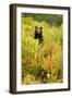 Brown Bear, Katmai National Park, Alaska-null-Framed Premium Photographic Print