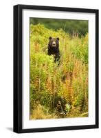 Brown Bear, Katmai National Park, Alaska-null-Framed Premium Photographic Print