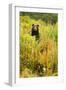 Brown Bear, Katmai National Park, Alaska-null-Framed Premium Photographic Print