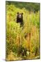 Brown Bear, Katmai National Park, Alaska-null-Mounted Premium Photographic Print