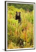 Brown Bear, Katmai National Park, Alaska-null-Framed Premium Photographic Print