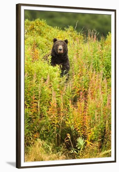 Brown Bear, Katmai National Park, Alaska-null-Framed Premium Photographic Print